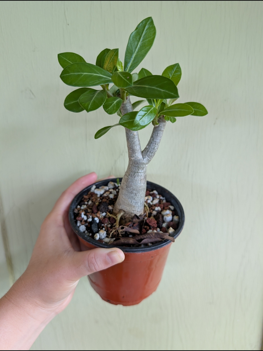 Desert Rose (Adenium) 4.5 Inch Multi Branch Live Plants